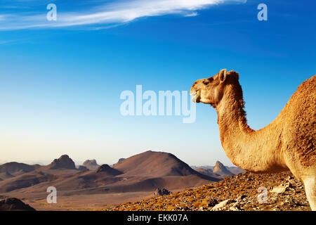 Kamel in der Wüste Sahara, Hoggar-Gebirge, Algerien Stockfoto