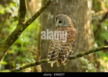 Streifenkauz (Strix Varia) auf einem Baum sitzen. Streifenkauz ist am besten bekannt als Hoot Owl für seine unverwechselbaren Forderung Stockfoto