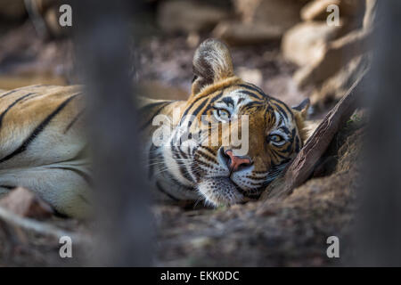Erwachsene männliche Bengal Tiger in Ranthambhore, Wald, Indien. (Panthera Tigris) Stockfoto