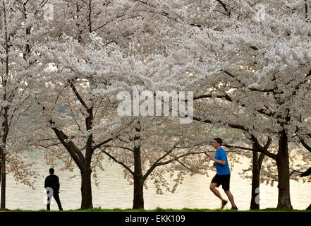 Washington, DC, USA. 10. April 2015. Die Kirschbäume sind rund um die Tidal Basin in Washington, D.C., Hauptstadt der USA, 10. April 2015 gesehen. Die Kirschblüte in US-Hauptstadt werden auf ihrer Spitze Blüte. Bildnachweis: Yin Bogu/Xinhua/Alamy Live-Nachrichten Stockfoto