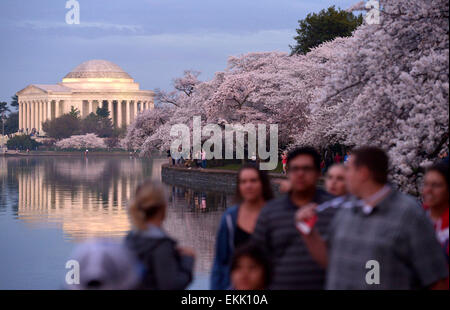 Washington, DC, USA. 10. April 2015. Die Menschen gehen neben der Kirschbäume in der Nähe von Jefferson Memorial in Washington, D.C., Hauptstadt der USA, 10. April 2015. Die Kirschblüte in US-Hauptstadt werden auf ihrer Spitze Blüte. Bildnachweis: Yin Bogu/Xinhua/Alamy Live-Nachrichten Stockfoto