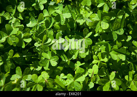 Klee-Anlage mit Raind Tropfen Winter Natur Hintergrund, Sines, Portugal Stockfoto