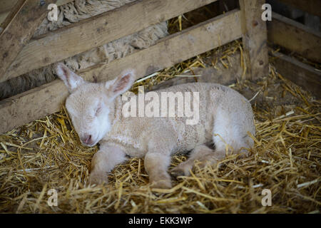 Ein neugeborenes Feder Lamm ruht der Kopf auf einem hölzernen Zaun im Schlaf auf Stroh in einer Scheune. Stockfoto