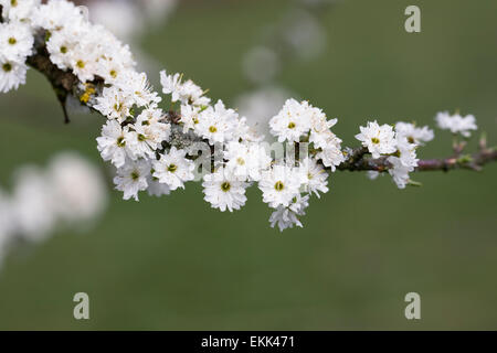 Prunus Spinosa 'Plena'. Schlehe-Blüten im Frühjahr. Stockfoto