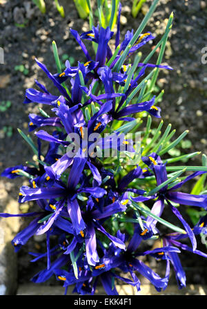 Zwerg-Iris Blumen in einem Garten Grenze. Stockfoto