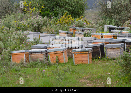 Hölzerne Bienenstöcke mit aktiven Honigbienen, Landschaften von Andalusien, Spanien. Stockfoto