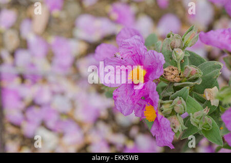 Grau-leaved Zistrose Cistus Albidus, Andalusien, Spanien. Stockfoto