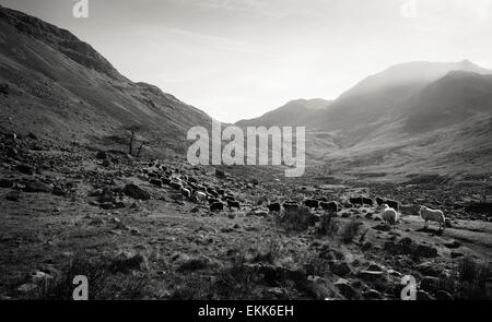 Herdwick Schafe finden ihren Weg auf eine höhere Ebene über felsiges Gelände in tiefste. Stockfoto