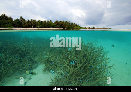 Split-Screen-Ansicht von einer Tropeninsel und Korallenriff, Sonneninsel (Nalaguraidhoo), Süd Ari Atoll, Malediven Stockfoto