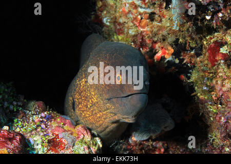 Nahaufnahme von eine gelb umrandeten Muräne (Gymnothorax Flavimarginatus), Süd Ari Atoll, Malediven Stockfoto