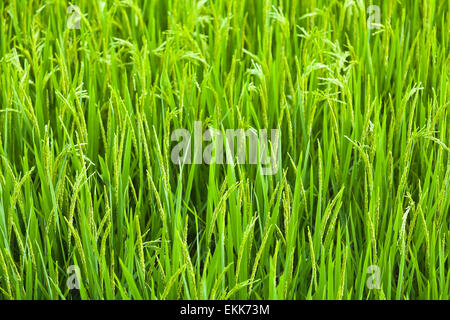 Grüne Ähre Reis Closeup. Reisfelder. Stockfoto