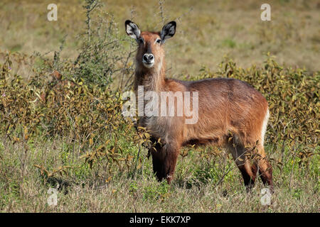 Defassa Wasserbock (Kobus Ellipsiprymnus Defassa), Lake-Nakuru-Nationalpark, Kenia Stockfoto