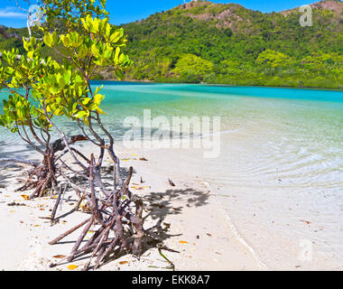 Mangroven-Baum auf der tropischen Insel Snake Stockfoto