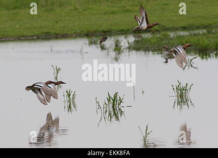 Vier männliche Garganey Enten (Anas Querquedula) im Flug über Feuchtgebiete Stockfoto