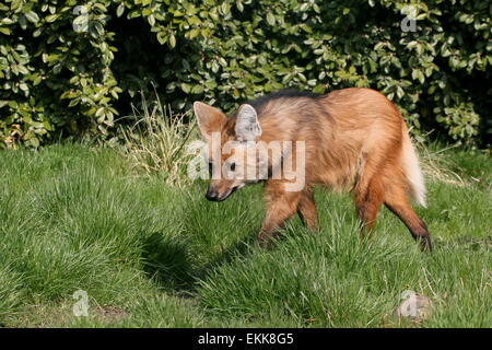 Südamerikanische Mähnenwolf (Chrysocyon Brachyurus) zu Fuß durch den Rasen Stockfoto