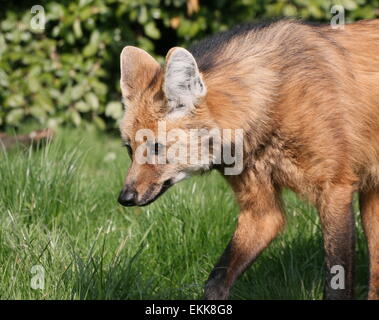 Südamerikanische Mähnenwolf (Chrysocyon Brachyurus) in Nahaufnahme Stockfoto