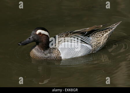 Männliche Garganey Ente (Anas Querquedula) schwimmen Stockfoto