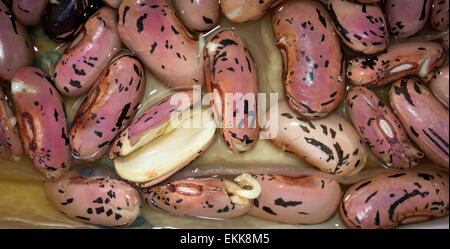 Scarlet runner bean Seeds chitting auf einem Tablett in Wasser nur über bereit zu säen. Stockfoto