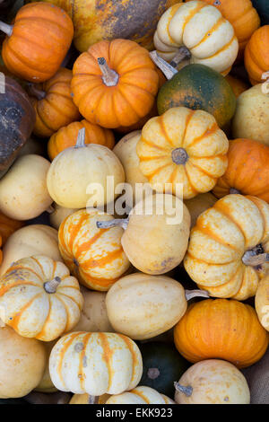 Cucurbita. Kürbisse Kürbisse Kürbisse und Stockfoto