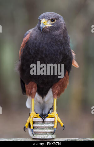 Harris Hawk thront auf einem elektrischen Bauteil. Stockfoto