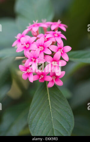 Pentas Lanceolata. Ägyptische Sternhaufen Blumen Stockfoto