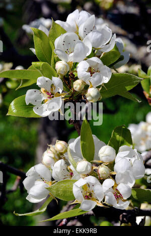 Bild von einem Birnbaum in Blüte, im Sonnenlicht fotografiert Stockfoto