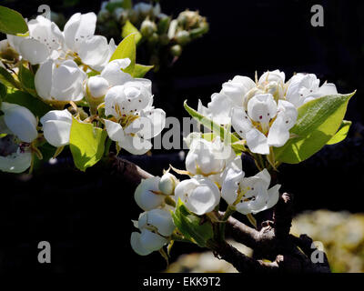 Bild von einem Birnbaum in Blüte, im Sonnenlicht fotografiert Stockfoto