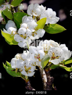 Bild von einem Birnbaum in Blüte, im Sonnenlicht fotografiert Stockfoto