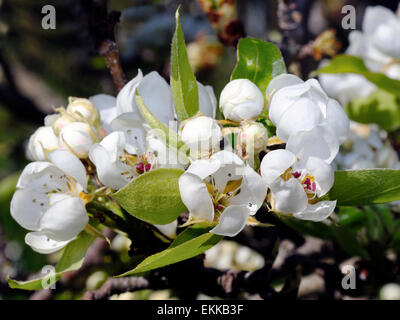 Bild von einem Birnbaum in Blüte, im Sonnenlicht fotografiert Stockfoto