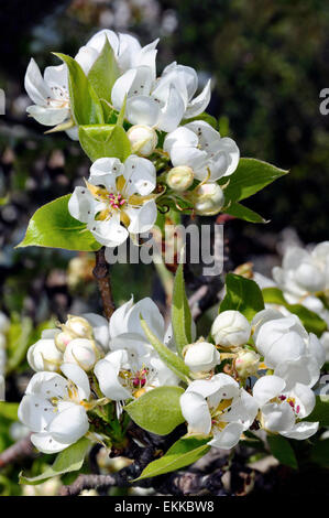 Bild von einem Birnbaum in Blüte, im Sonnenlicht fotografiert Stockfoto