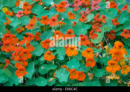 Tropaeolum Majus Garten Kapuzinerkresse indische Mönche Kresse Stockfoto