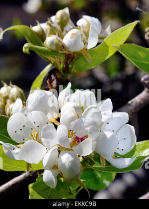 Bild von einem Birnbaum in Blüte, im Sonnenlicht fotografiert Stockfoto