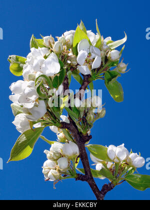 Bild von einem Birnbaum in Blüte, im Sonnenlicht fotografiert Stockfoto