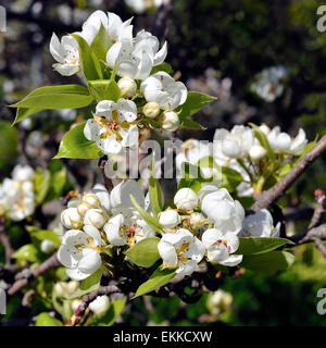 Bild von einem Birnbaum in Blüte, im Sonnenlicht fotografiert Stockfoto