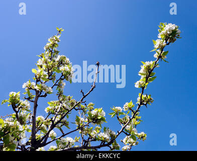 Bild von einem Birnbaum in Blüte, im Sonnenlicht fotografiert Stockfoto