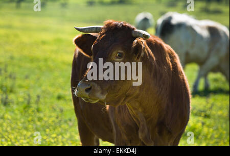 Eine Kuh in einem Feld in der Nähe von Valdesalor, Cáceres, Extremadura, Spanien Stockfoto