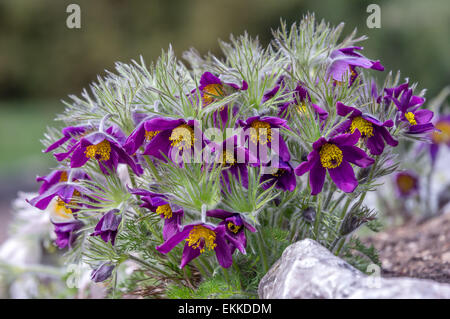 Pasque Blume Pulsatilla Rubra Cluster in voller Blüte Stockfoto