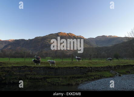 Herdwick Schafe am Ufer des River Derwent in der Abenddämmerung. Stockfoto