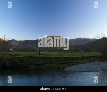 Herdwick Schafe am Ufer des River Derwent in der Abenddämmerung. Stockfoto