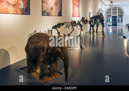 Baby-Mammuts und Skelette von anderen prähistorischen Tieren im Cinquantenaire-Museum in Brüssel, Belgien Stockfoto