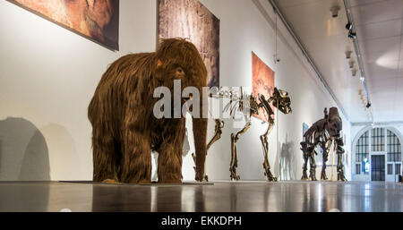 Baby-Mammuts und Skelette von anderen prähistorischen Tieren im Cinquantenaire-Museum in Brüssel, Belgien Stockfoto