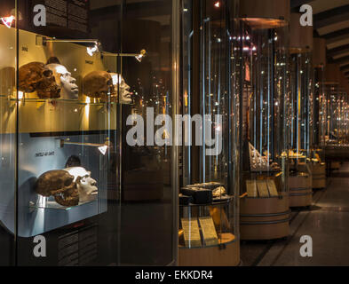 Prähistorische Kopf und Schädel zeigt menschliche Evolution in Vorgeschichte Galerie im Cinquantenaire Museum, Brüssel, Belgien Stockfoto