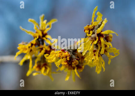 Hamamelis gelbe Blüte Hamamelis mollis Stockfoto