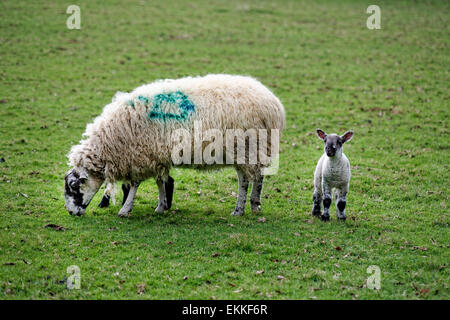 Lämmer spielen neben ihrer Mutter Mutterschafe in Ackerland angrenzend an Hidcote Manor Gardens, Gloucestershire, UK Stockfoto