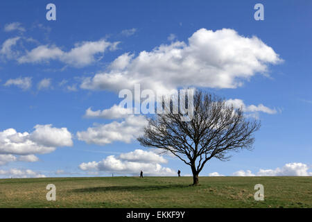 Epsom Downs, Surrey, England, UK. 11. April 2015. Einen schönen Frühlingstag mit blauem Himmel und flauschigen Wolken über die einsame Eiche in Epsom Downs in Surrey. Stockfoto