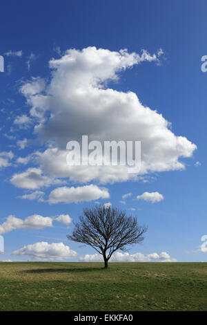 Epsom Downs, Surrey, England, UK. 11. April 2015. Einen schönen Frühlingstag mit blauem Himmel und flauschigen Wolken über die einsame Eiche in Epsom Downs in Surrey. Stockfoto