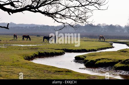 New Forest Ponys grasen an der Quelle des Flusses Beaulieu Stockfoto