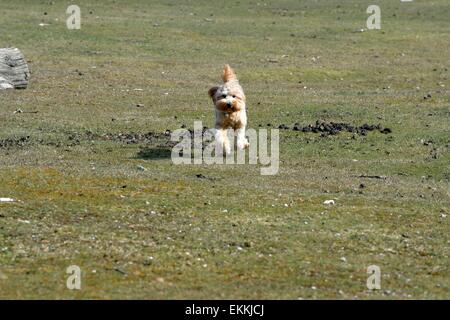 Goldene Labradoodle Welpen quer durch Rasen Stockfoto