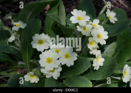 Primeln zeigen ihre schönen Blumen im Frühling, Wald in Northamptonshire, GB Stockfoto