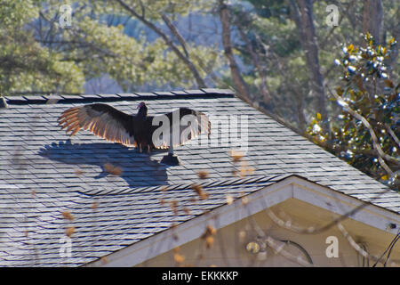 Ein Türkei-Geier breitet seine Flügel in der Sonne zu bereinigen, während auf dem Dach eines Hauses thront Stockfoto